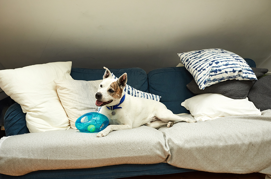 Deaf dog care and training Battersea Dogs Cats Home